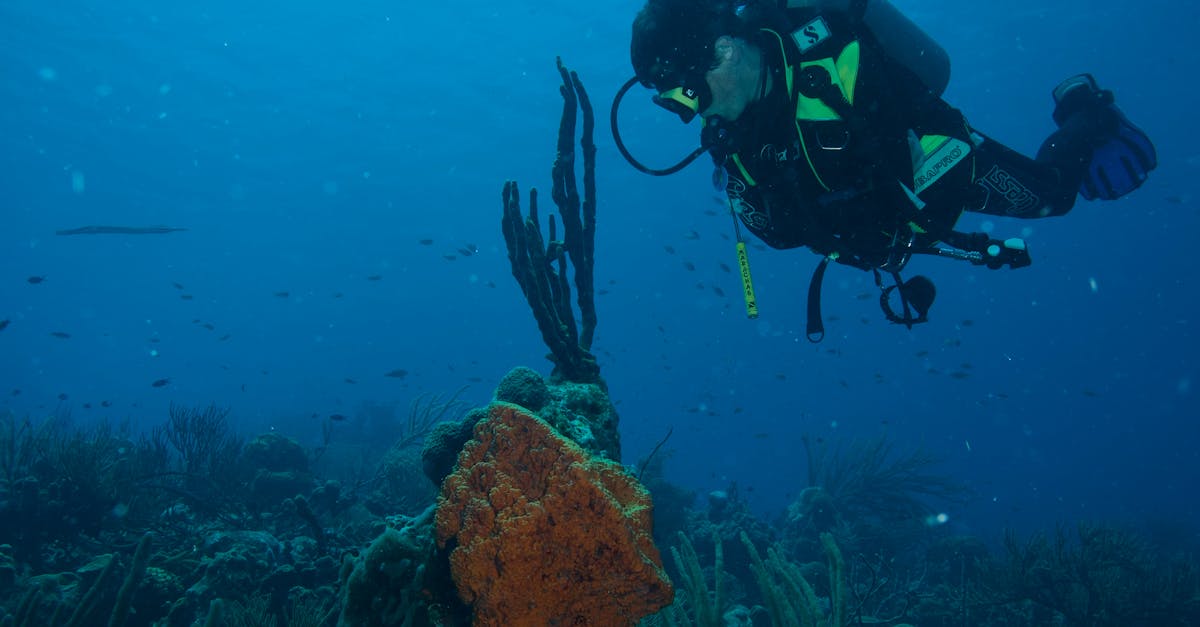 Beginner-Friendly Dive Destinations: A Practical Planning Checklist editorial image for Dive Nomadic.