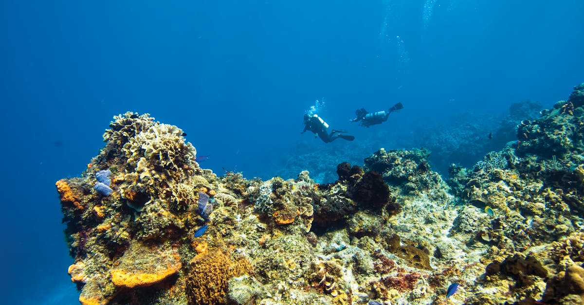 How To Plan Dive Travel Around Seasons, Visibility, And Water Temperature editorial image for Dive Nomadic.