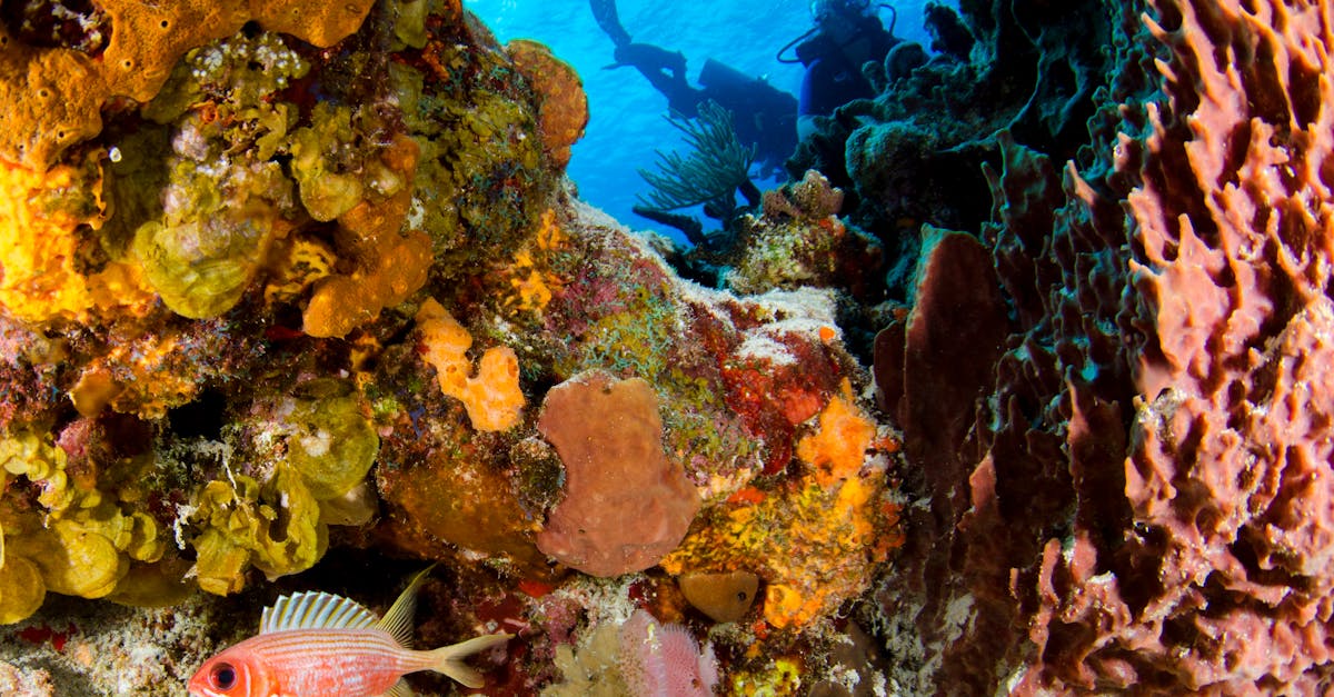 Responsible Dive Tourism Checklist For Reef-Safe Trips editorial image for Dive Nomadic.