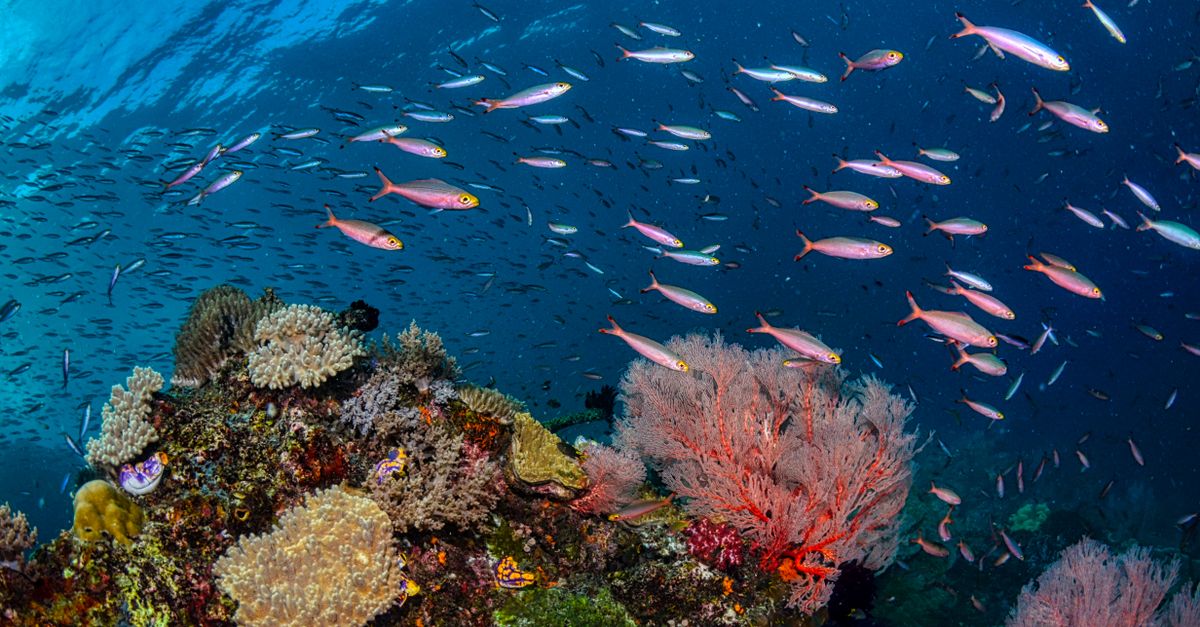 Diver over a colorful Raja Ampat reef with tropical islands in the distance.