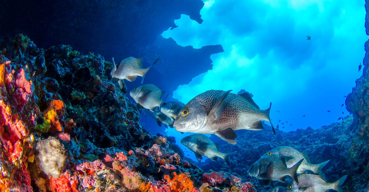How To Plan Dive Travel Around Seasons, Visibility, And Water Temperature contextual article image for Dive Nomadic.