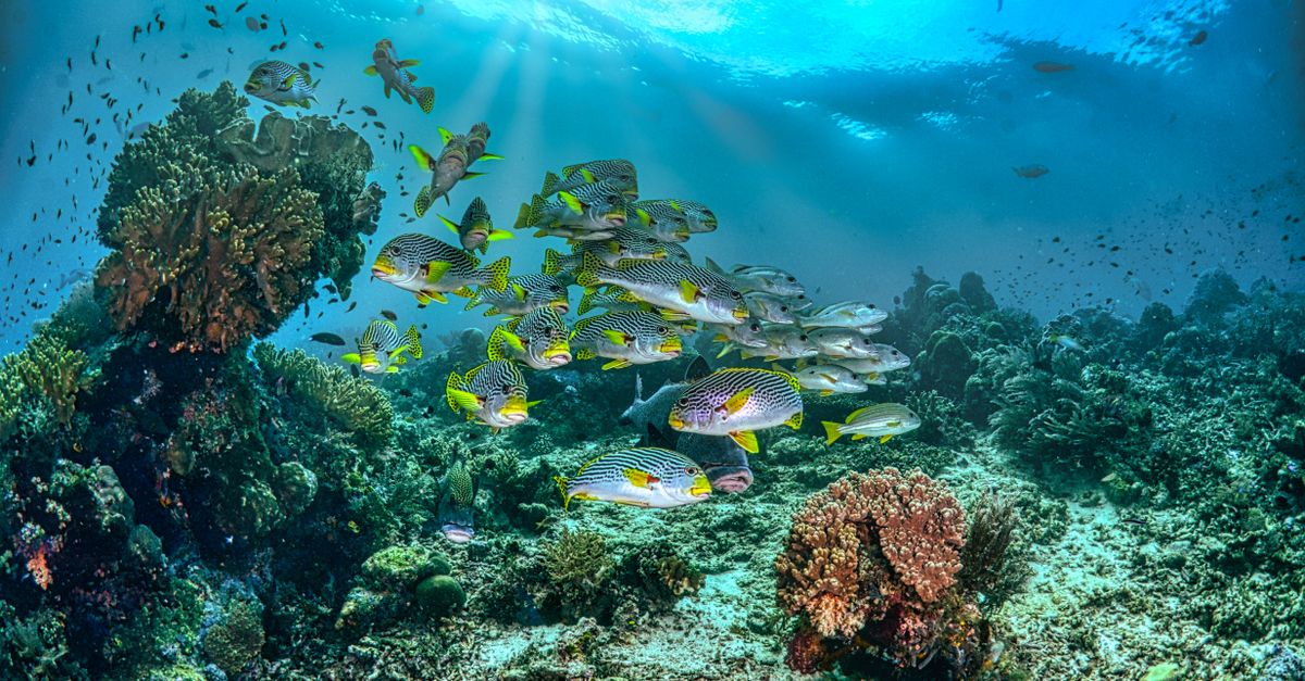 How To Plan Dive Travel Around Seasons, Visibility, And Water Temperature editorial image for Dive Nomadic.