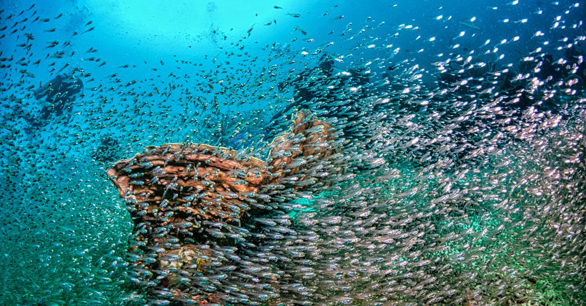 Responsible Dive Tourism Checklist For Reef-Safe Trips contextual article image for Dive Nomadic.