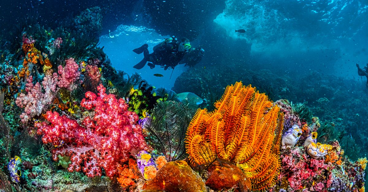Is a Four-Dive-a-Day Liveaboard Pace Right for You?
